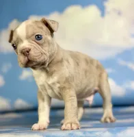 Lennox, a male Frenchton for sale in Canton, OH – 3 of 5