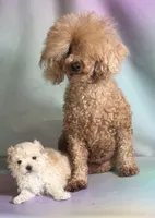 Taffy, a female Maltipoo for sale in Canton, OH – 4 of 6