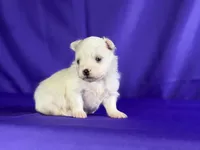 Daffodil, a female Maltipom for sale in Canton, OH – 3 of 7