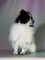 Aca shiba, a female Pomeranian for sale in Canton, OH – 9 of 9