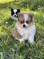ACA tink , a male Pomeranian for sale in Canton, OH – 3 of 4