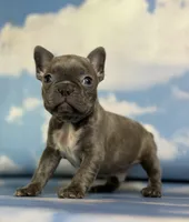 Lorenzo, a male Frenchton for sale in Canton, OH – 7 of 8