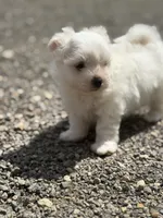 Donut , a male Maltipom for sale in Canton, OH – 9 of 10