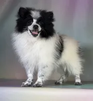 Aca shiba, a female Pomeranian for sale in Canton, OH – 6 of 9