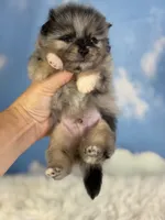 ACA Picasso, a male Pomeranian for sale in Canton, OH – 4 of 5