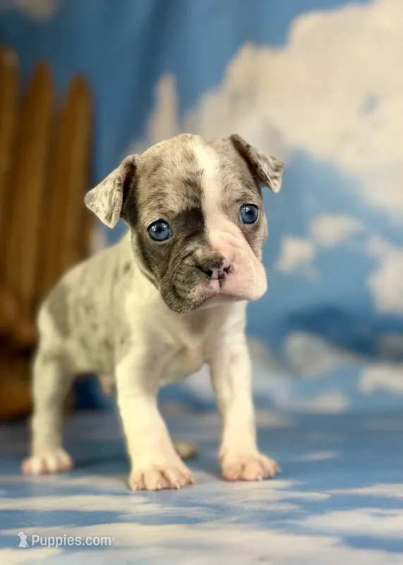 Loki – Frenchton puppy for sale in Canton, OH