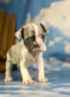 Loki, a male Frenchton for sale in Canton, OH – 1 of 5