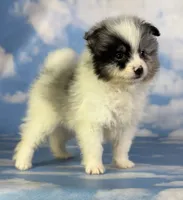 Tux , a male Pomeranian for sale in Canton, OH – 7 of 10