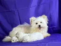 Daffodil, a female Maltipom for sale in Canton, OH – 6 of 7