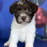 Brandy, a female Schnoodle for sale in Canton, OH – Photo 4 of 10