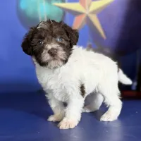 Brandy, a female Schnoodle for sale in Canton, OH – Photo 1 of 10