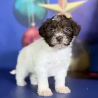 Brandy, a female Schnoodle for sale in Canton, OH – Photo 8 of 10