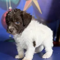 Brandy, a female Schnoodle for sale in Canton, OH – Photo 10 of 10