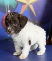 processed/58644bc6-c0eb-4993-9b87-a1bcd2367aad/listing/d1ee2190-1ab3-4436-9b92-94bd002c5f48/1b8ab2a8-d069-462a-8b9d-62fc69357f79