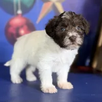 Brandy, a female Schnoodle for sale in Canton, OH – Photo 2 of 10