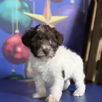 Brandy, a female Schnoodle for sale in Canton, OH – Photo 7 of 10