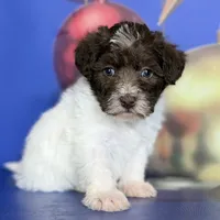 Brandy, a female Schnoodle for sale in Canton, OH – Photo 6 of 10