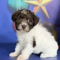 Brandy, a female Schnoodle for sale in Canton, OH – Photo 5 of 10