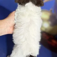 Brandy, a female Schnoodle for sale in Canton, OH – Photo 3 of 10