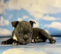 Lexi, a female Frenchton for sale in Canton, OH – 2 of 4