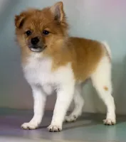 Aca squirt, a female Pomeranian for sale in Canton, OH – 2 of 4