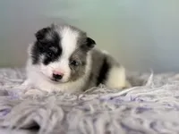Tux , a male Pomeranian for sale in Canton, OH – 10 of 10