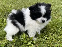Aca shiba, a female Pomeranian for sale in Canton, OH – 3 of 4