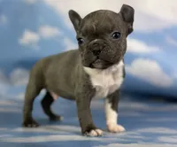 Lionel, a male Frenchton for sale in Canton, OH – 2 of 5