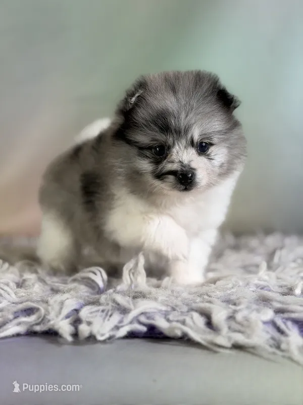 Chanel – Pomeranian puppy for sale in Canton, OH