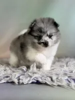 Chanel, a female Pomeranian for sale in Canton, OH – 1 of 6