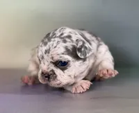 Jade ICA DNA 88/12, a female Frenchton for sale in Canton, OH – Photo 1 of 7