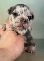 Jade ICA DNA 88/12, a female Frenchton for sale in Canton, OH – Photo 3 of 7