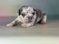 Jade ICA DNA 88/12, a female Frenchton for sale in Canton, OH – Photo 7 of 7