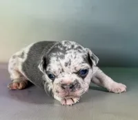 Jade ICA DNA 88/12, a female Frenchton for sale in Canton, OH – Photo 4 of 7