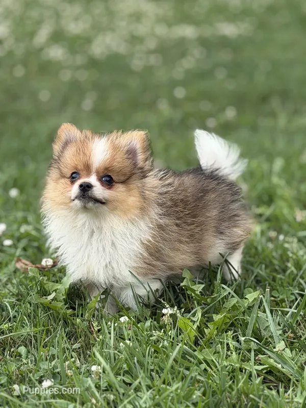 ACA tink  – Pomeranian puppy for sale in Canton, OH