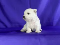 Donut , a male Maltipom for sale in Canton, OH – 3 of 6