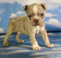Lennox, a male Frenchton for sale in Canton, OH – 2 of 5