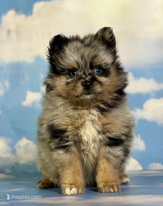 Tulip – Pomeranian puppy for sale in Canton, OH