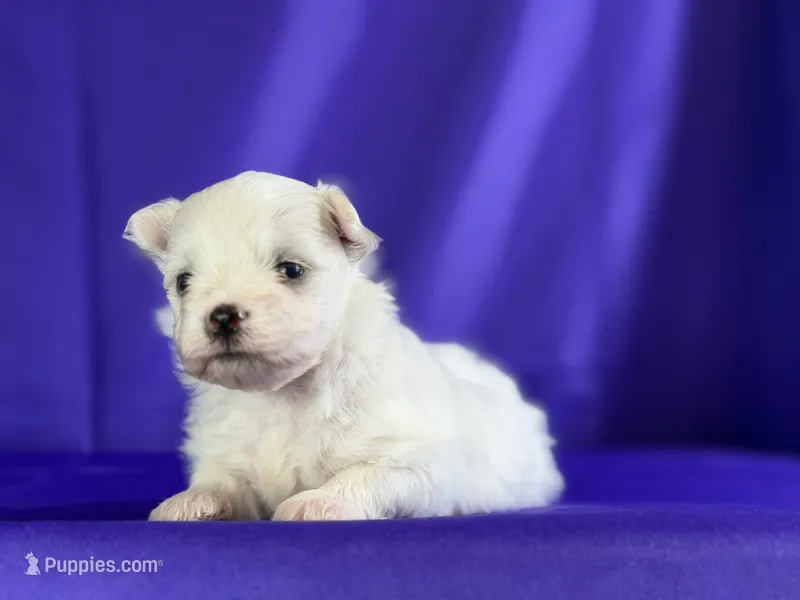Daffodil – Maltipom puppy for sale in Canton, OH