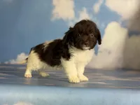 Tiny tot, a male Doxiepoo for sale in Canton, OH – Photo 5 of 5