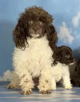 Tiny tot, a male Doxiepoo for sale in Canton, OH – Photo 3 of 5