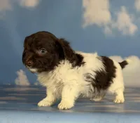 Tiny tot, a male Doxiepoo for sale in Canton, OH – Photo 4 of 5