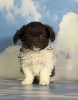 Tiny tot, a male Doxiepoo for sale in Canton, OH – Photo 2 of 5