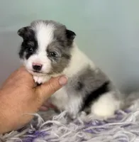 Tux , a male Pomeranian for sale in Canton, OH – 5 of 10