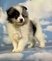 Tux , a male Pomeranian for sale in Canton, OH – 10 of 10