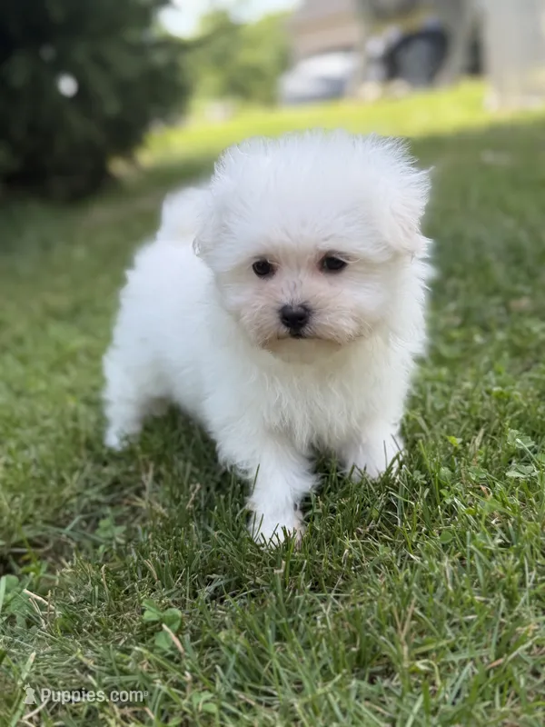Daisy  – Maltipom puppy for sale in Canton, OH
