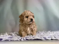 Timmy, a male Maltipoo for sale in Canton, OH – 3 of 6
