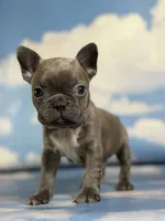 Lorenzo, a male Frenchton for sale in Canton, OH – 3 of 8