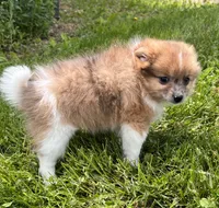 ACA speckles, a female Pomeranian for sale in Canton, OH – 4 of 4