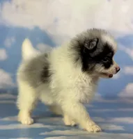 Tux , a male Pomeranian for sale in Canton, OH – 9 of 10